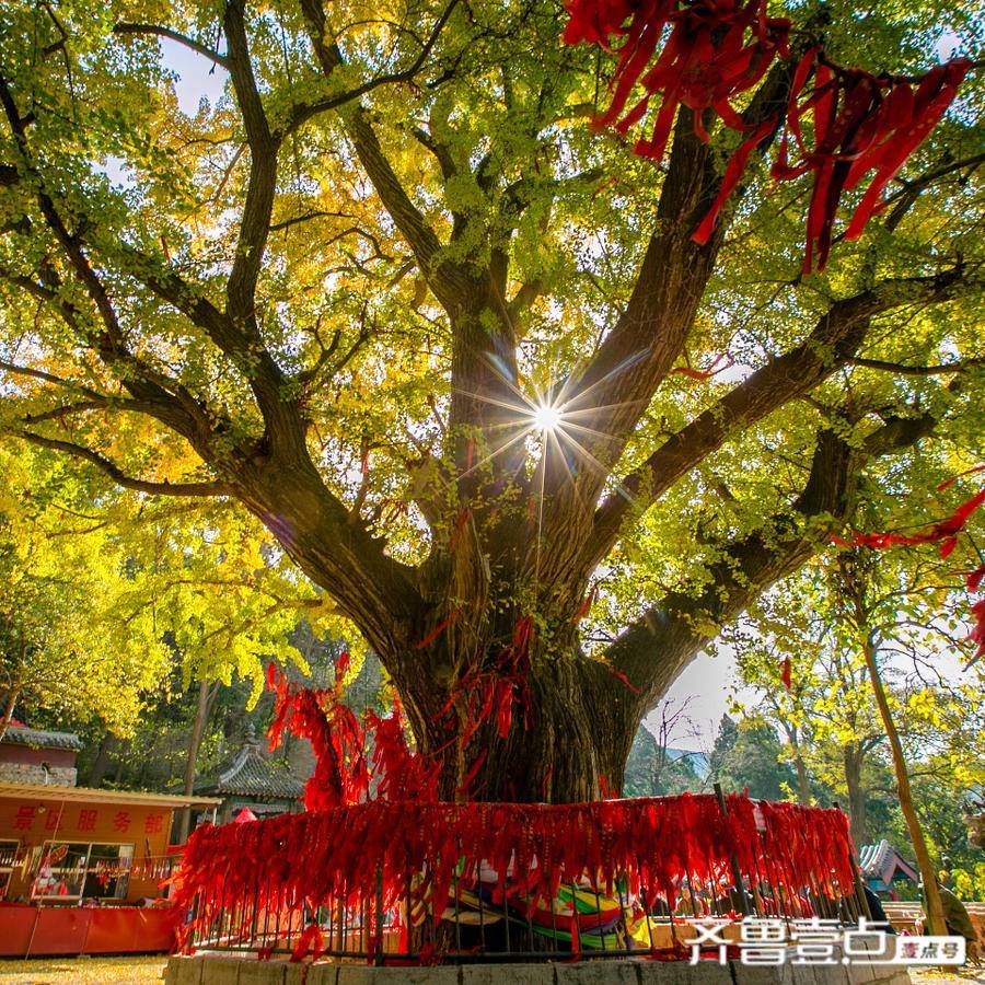 情报站|千年银杏独木成秋，瞻仰五峰山悠久文化遗产