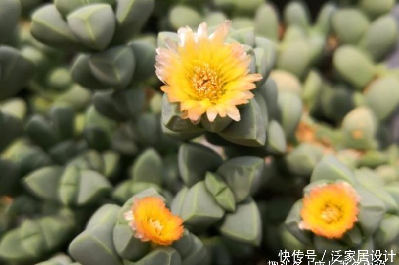 三棱状|多肉鹿角海棠不开花?可能是时间不够,或者我们的养护方式不对