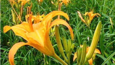 常吃|秋季养生要会吃,常吃3物,清热解毒,延缓衰老,预防疾病