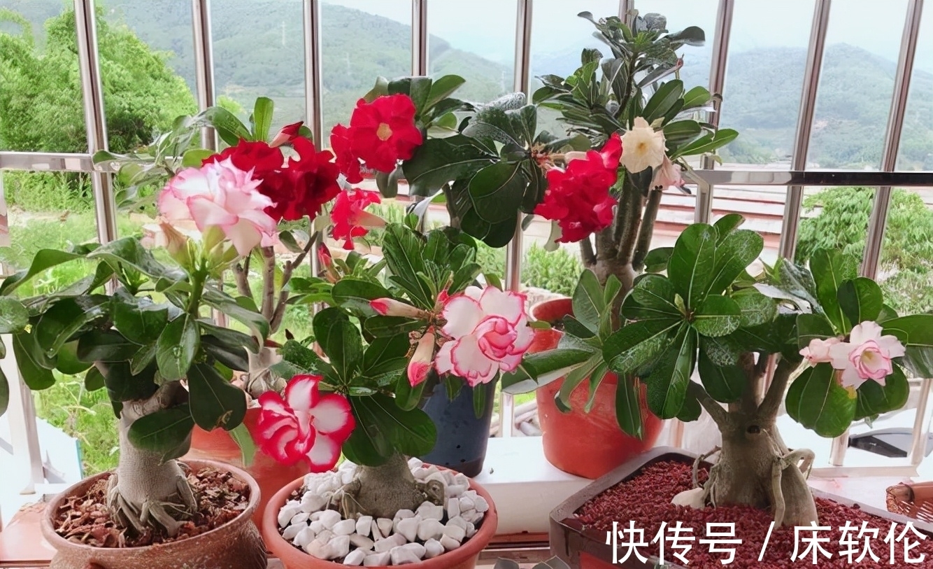 温度低,7种花怕“多浇水”,水多易冻伤,“干养”更健壮