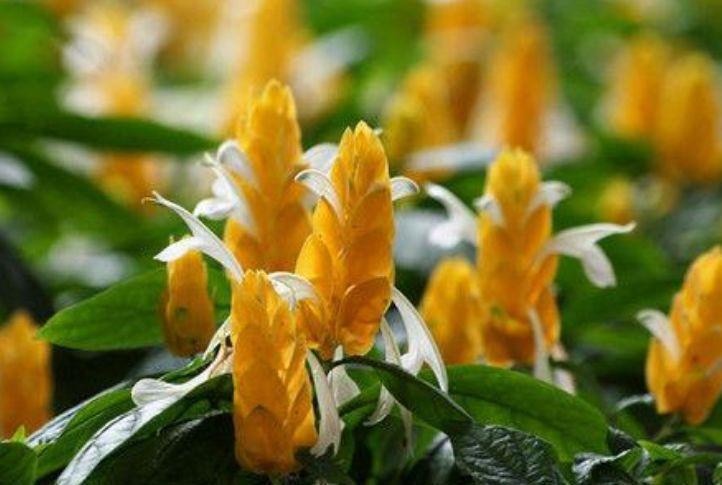 这几款植物养在家里,花期长易打理,简单易成活,纯洁美