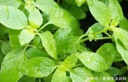 咳嗽|农村常见的一种野菜,具有清热解毒,止痛止血,治疗咳嗽的功能!