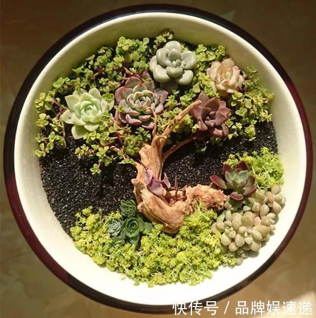 多肉拼盘玩一次就上瘾，这些创意拼法，你一定喜欢