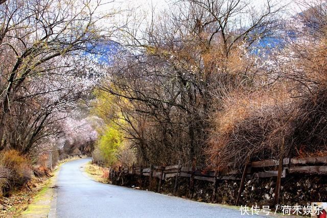 波密桃花开当桃花与雪山相遇，便成为云上仙境