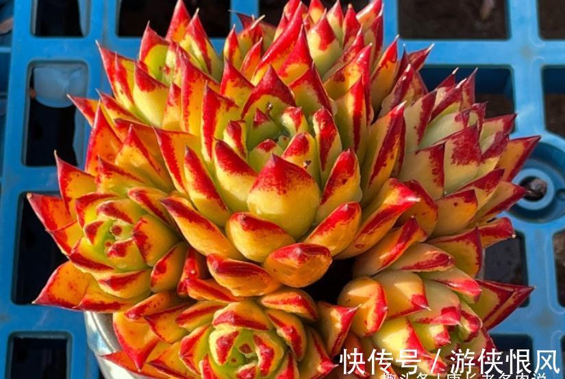 多肉黑檀汁、口红和红檀汁颜值大比拼,谁才是你心目中的冠军?