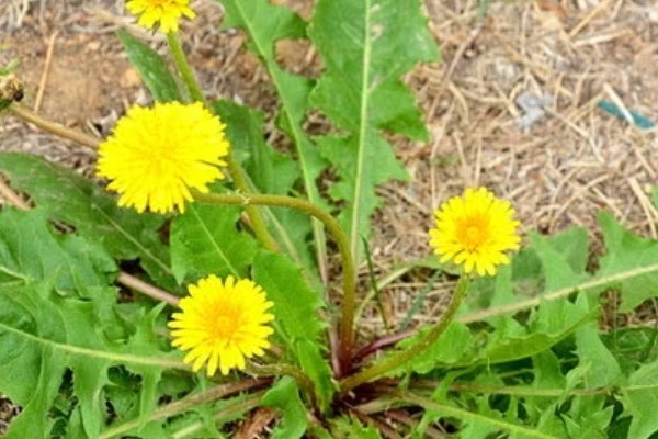 腰痛|十人九腰疼,常把4物当零食吃,消炎止痛,腰不疼了,腿不酸了!