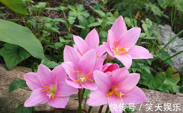 人际交往!此花花色鲜艳且香气浓郁,超凡脱俗的花姿令人心动,象征纯洁的爱