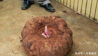 食材|它是最理想的减肥食材,减肥只吃它,分解脂肪,一个月能减20斤