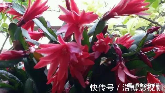 养了10年的蟹爪兰，发现是“假蟹爪兰”，却比真的还好看！