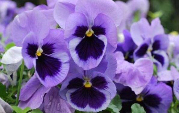 想养花试试“它”花语无条件的爱,开花一朵三色,养上超值