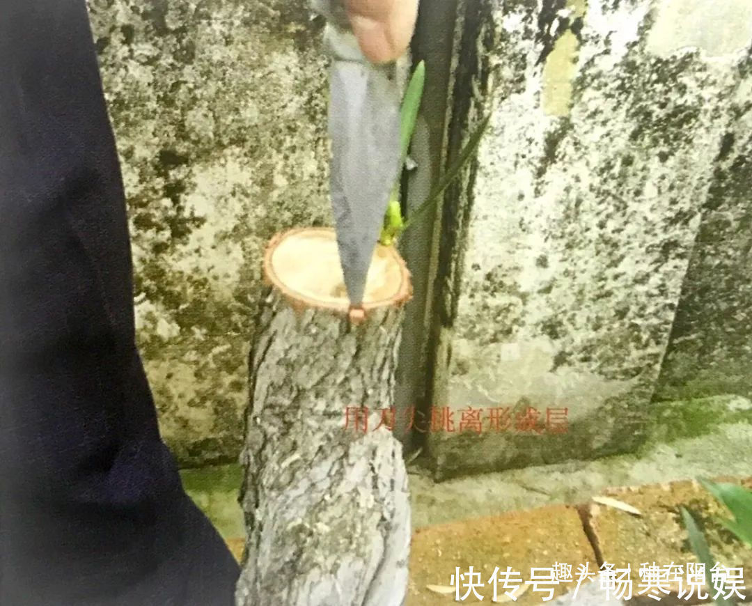 罗汉松芽接案例分享，台长教你玩出别出心裁的岭南盆景！