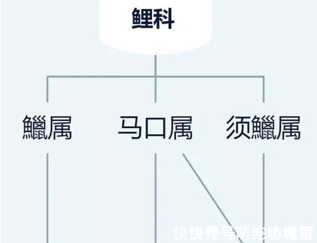 饲养|我国最漂亮的原生鱼,未必是鳑鲏和白云金丝,这种小型鱼更漂亮
