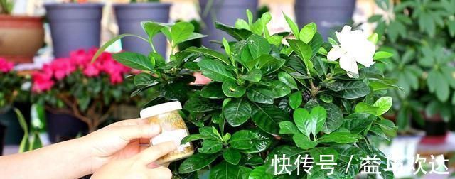 复合肥|“细菌”不喜欢的“3种花”,多养几盆,家里香喷喷,心情美美哒