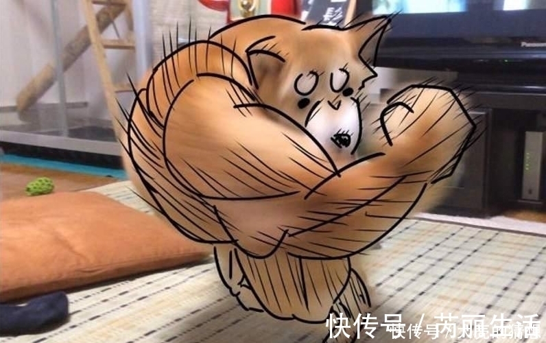 大家还记得那只在二次元爆火的肌肉柴犬吗？现如今终于有实体版了