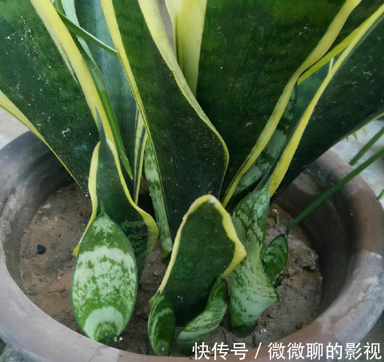 虎皮兰身上有个小机关，这样打开它，一夜冒出8个芽