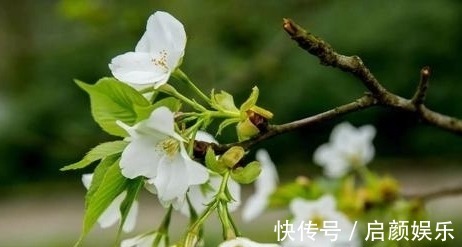 碧草$两首清丽俊秀的写景小诗,情隐景中,结尾却意在言外