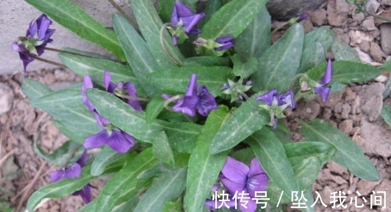 紫花|它若长在你家墙角,千万别铲除,关键时刻能起大作用,请收藏好