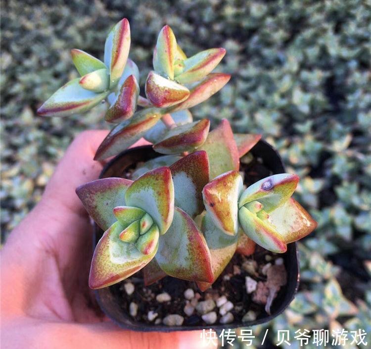 秋季养多肉，学会控一控，叶肥又鲜艳，很快长出好状态