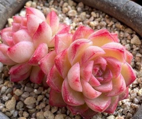 多肉最适合懒人去养,不用搭理它,丢在露台上,照样长得好