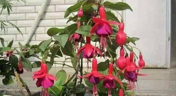 入冬后,家里养4种洋气的小盆花,花色艳丽,十分喜庆,真值