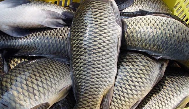 叉尾|暑假多给孩子吃4种鱼,才几元一斤,钙含量高,孩子长个不用愁