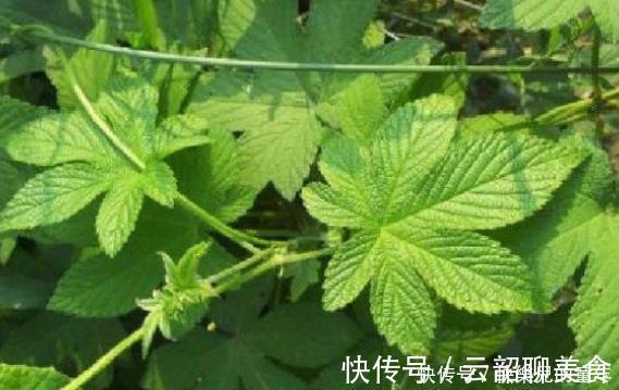 巨噬细胞|农村常见的5样天然“抗癌王”，效果是蒲公英的100倍！别不当回事