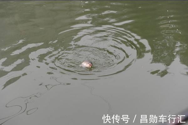 麦香|红糖加麦粒，再加这一步骤，小鱼闹窝也有大鲫鱼开口