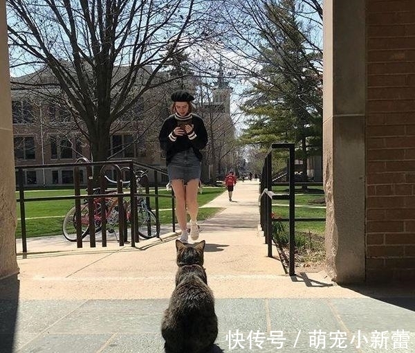 虎斑猫|大学聘请新图书管理员, 只卖萌不干活, 猫咪管理员吸引学生多读书