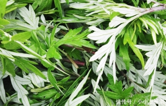 秋后|立秋后，常喝艾叶水可清热驱寒，泡完脚后，血管再也不堵塞了