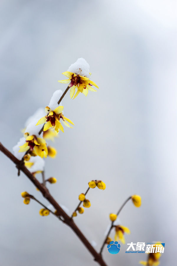 我慢慢地品 雪落下的声音|图集| 雪地