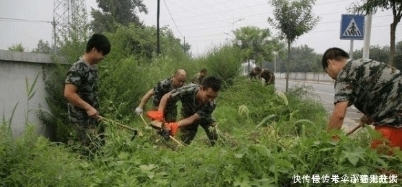 药用价值|农村一种野草俗称“拉拉秧”，人见人烦，殊不知它的药用价值很高