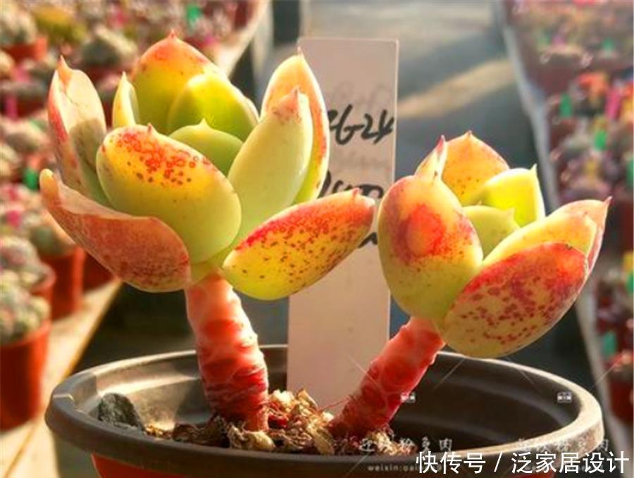 黄金碧桃冬天怎么养?紧抓3要点,不冻伤,晶莹剔透金黄亮丽