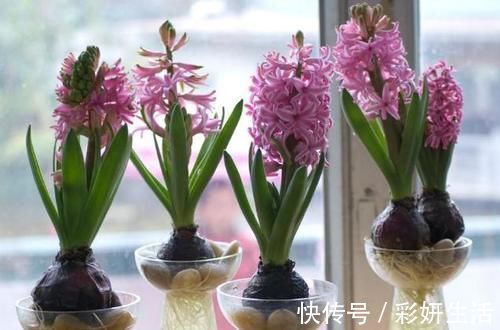 新鲜柚子皮，到了冬天，可是养花的“大宝贝”！