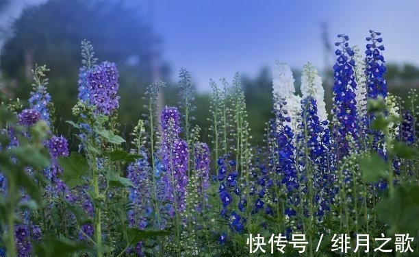 白羊座|5天内，陌上花开，喜事不断，前任谅解，牵手复合，余生不分离