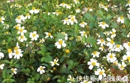 草药|这种草以前见了就想拔掉, 如今却是宝贝, 治病是一绝