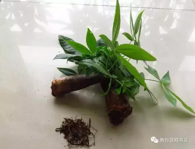 土生根|4种花放水里猛长根,比土培好养100倍,一分钱不花,还很漂亮!