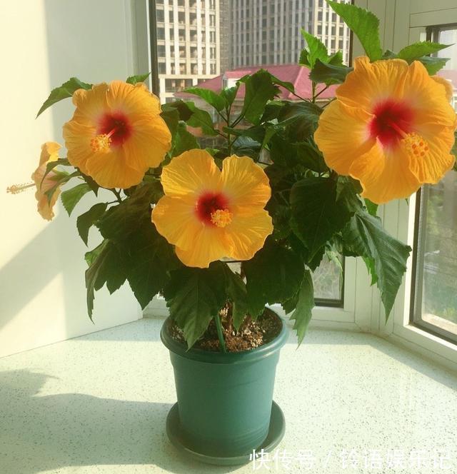 8种“坑人花”,过年谨慎入,没有“高技术”,养一盆枯一盆