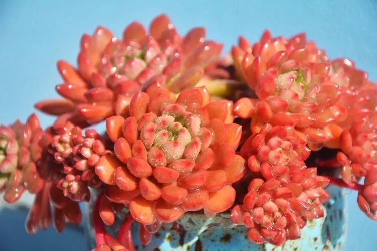 面朝大海的多肉们,在四季变迁中生生不息!