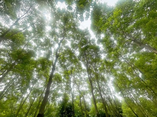 凌波|生如夏花之绚烂，宝山乡村的夏景原来这样美