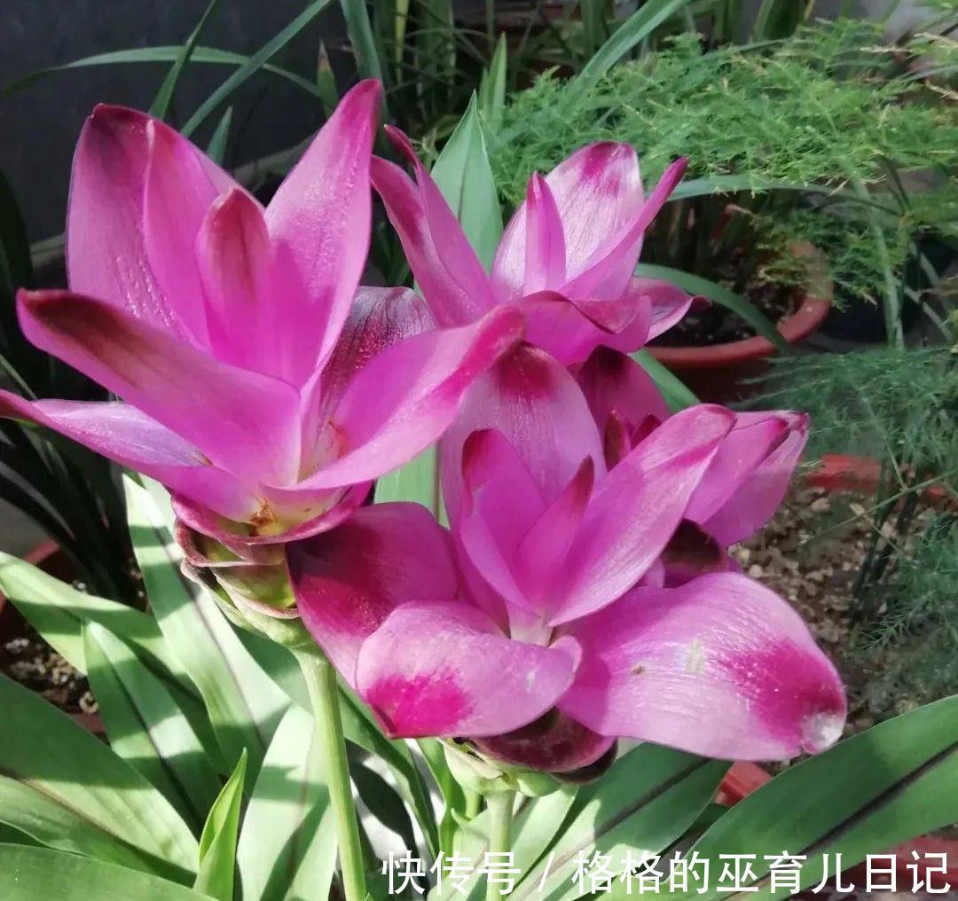 一块“大生姜”,开满粉荷花,家里养一盆,仙气飘飘,开花100天