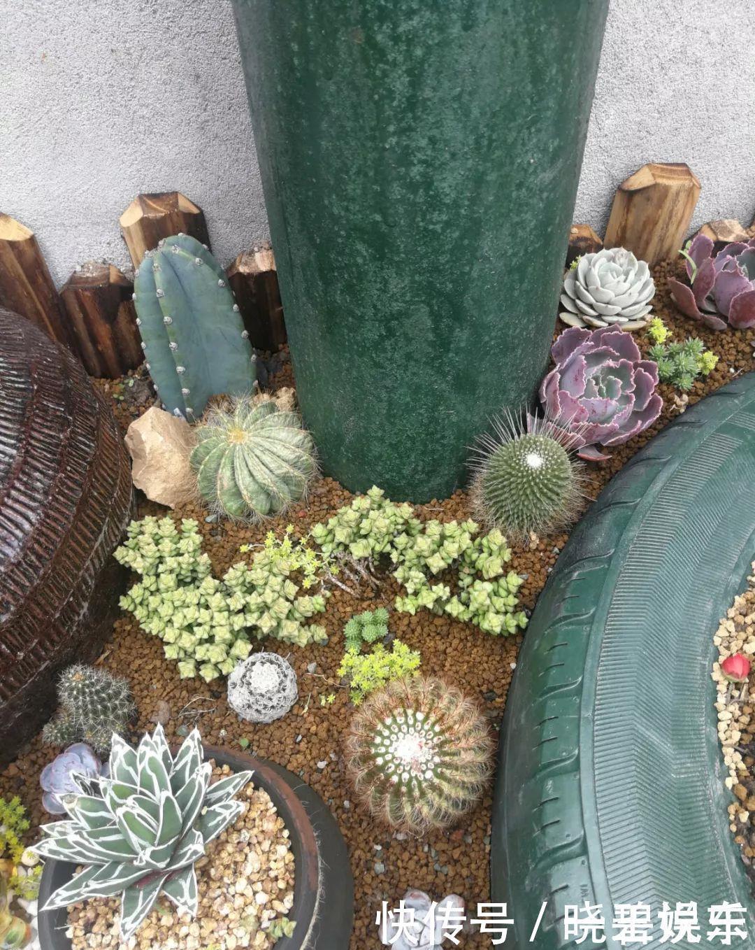 养花技巧 捡来的酒坛 破缸种多肉 1分钱不花 变出一个小花园 粉紫色 养花技巧 捡来的酒坛 破缸种多肉 1分钱不花 变出一个小花园 粉紫色