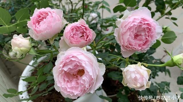 光合作用|月季叶片夏季掉光成“光杆”，不用着急，用这“四招”拯救它