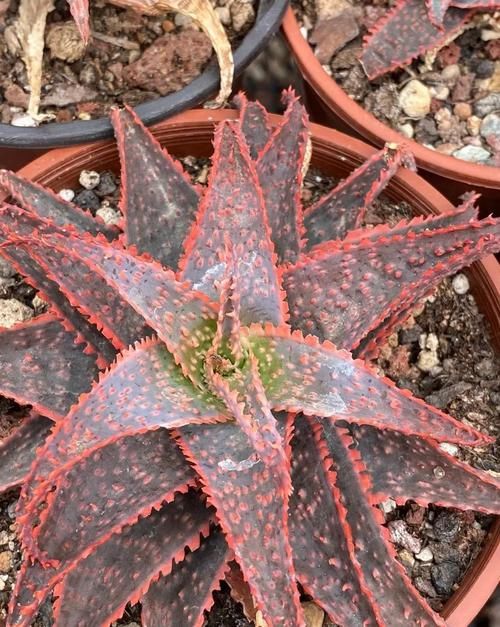 带花纹的圣诞芦荟,随意浇水,不挑环境很好养