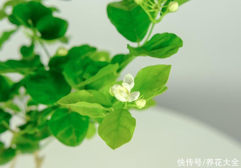 养殖|3种花明明开花很美，却不太受欢迎，到底是为啥？