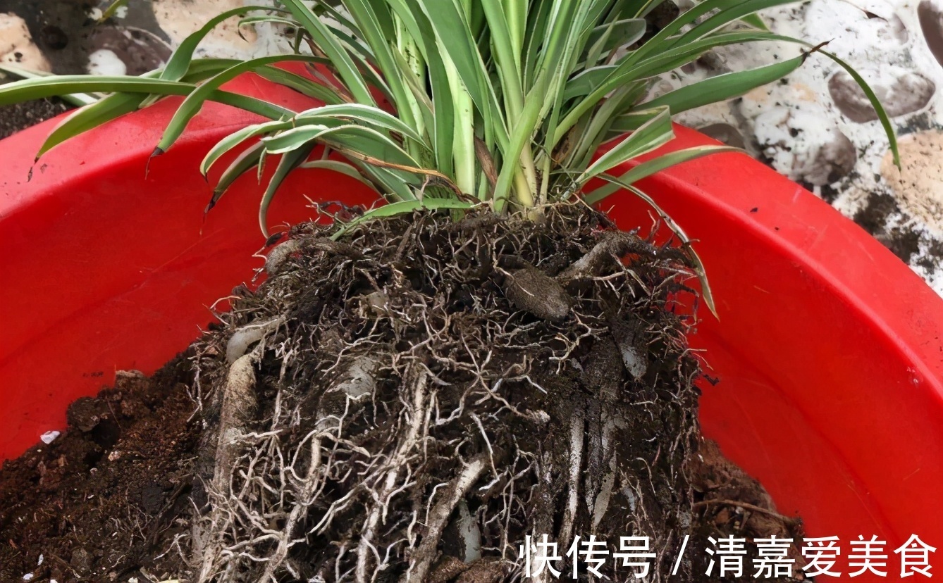 入坑看看别人是怎么用多菌灵、磷酸二氢钾、阿司匹林养花吧!