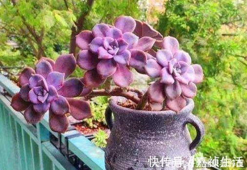 叶片|养多肉就养这8种,皮实又好养,短时间就能变老桩,出状态也很美!