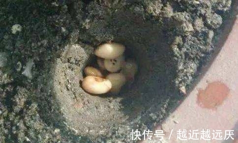 绿萝黄叶不要担心,或许5大窍门能挽救一下,爱花人早了解