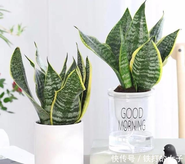 浇水|这三种花就爱小盆,盆越小,长得越旺!