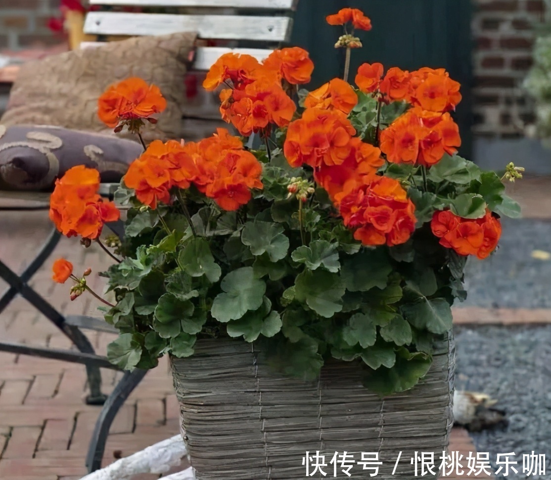 告诉大家一个秘密：香蕉皮养花，有很多大众不知道的用法哦！