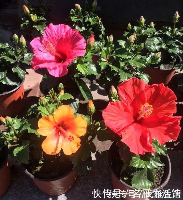 光照|这1种“花期”最长的植物，俗称“大红花”，花如拳头大，开300天